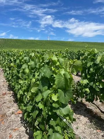 Les Bulles Lissoises Lisse